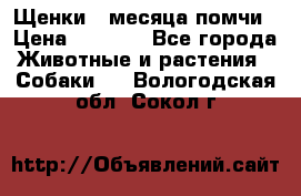 Щенки 4 месяца-помчи › Цена ­ 5 000 - Все города Животные и растения » Собаки   . Вологодская обл.,Сокол г.